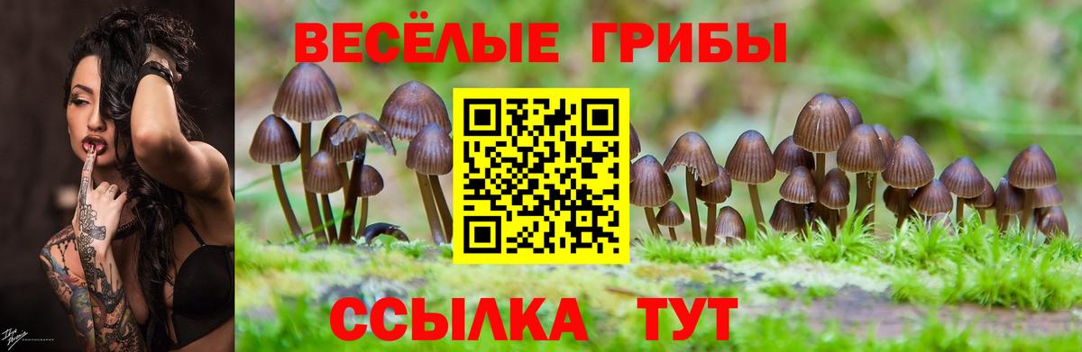 Галлюциногенные грибы Psilocybe  Вход с VPN  что такое наркотик  Псилоцибиновые грибы Psilocybine cubensis  Шатура 